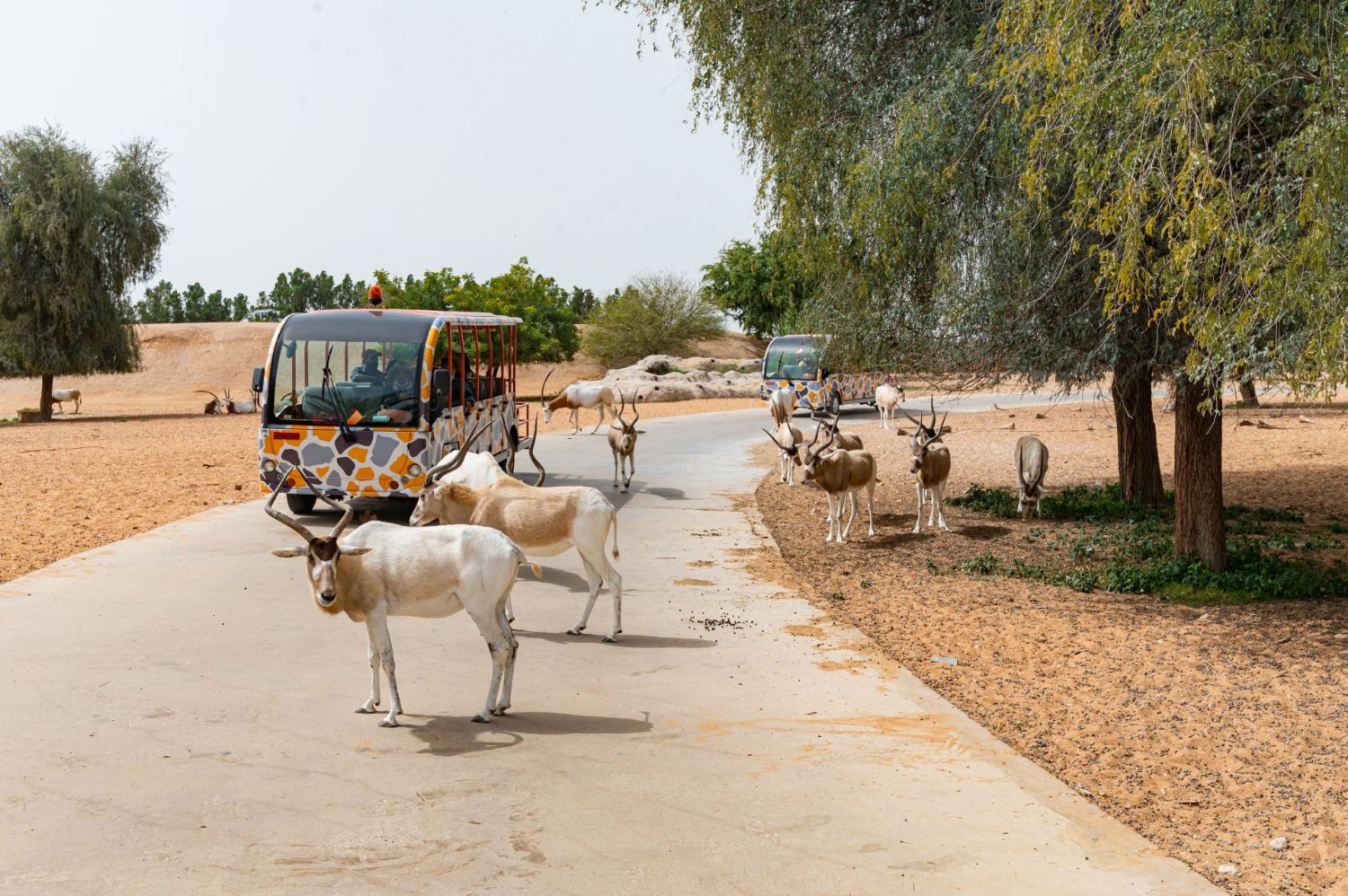 Dubai Safari Park - Park Entrance Tickets, Child (AED25) & Adult (AED47). Unlimited Train Ride with Bundle Package Available